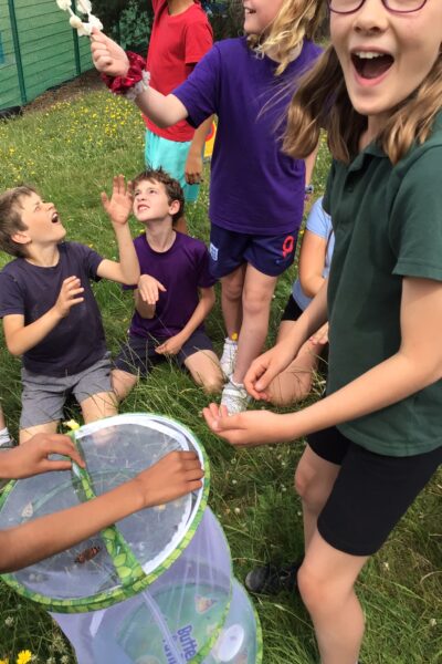 Y5: Butterflies
