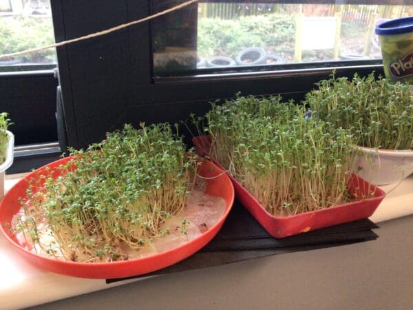 Little Red Hen Exploration Week – Growing Seeds and Making Bread