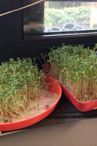 Little Red Hen Exploration Week - Growing Seeds and Making Bread