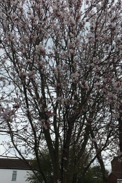 Looking for signs of Spring and an Easter Egg Hunt!