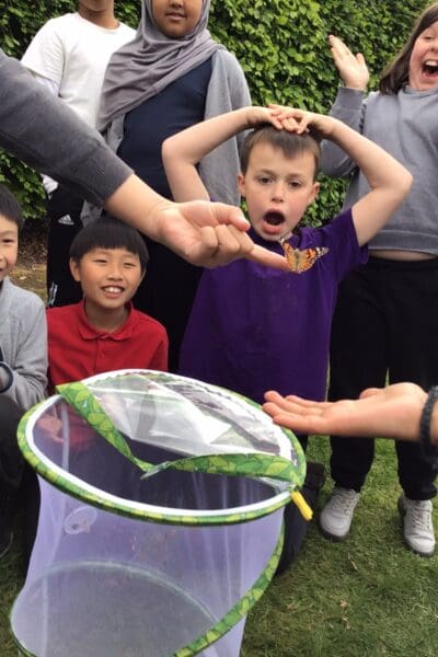 Y5: Butterflies