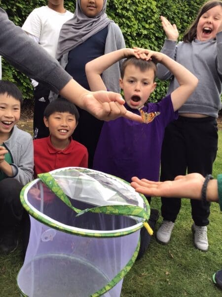 Y5: Butterflies