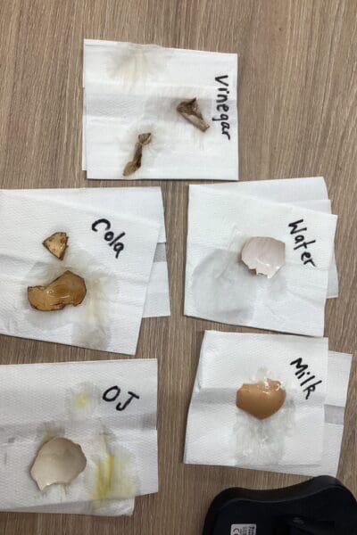 Year 4 Teeth Experiment